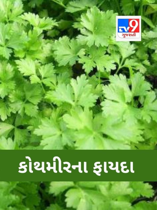 સ્વાદ વધારનાર કોથમીર અનેક બીમારીનો છે ઈલાજ