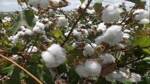 Cotton Crop: કપાસના પાકનો બમણો ફાયદો, ભાવ વધ્યા અને ઉત્પાદકતામાં પણ આવી તેજી