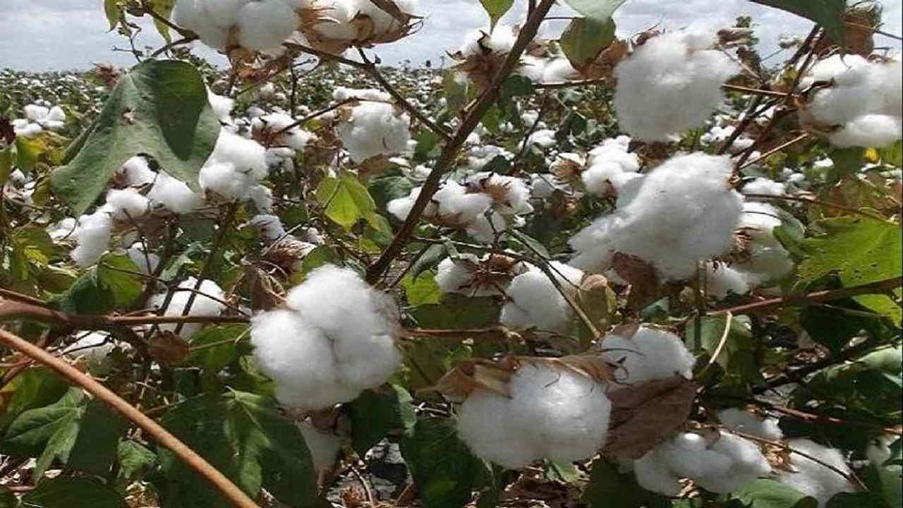 Cotton Prices: વધતા-ઘટતા ભાવમાં ખેડૂતોએ કપાસનો સ્ટોક કરવો કે વેચવો ? જાણો શું છે કૃષિ નિષ્ણાંતોની સલાહ