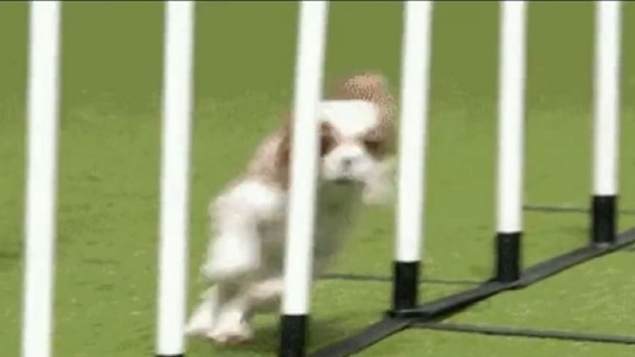 કૂતરાની આવી જબરદસ્ત ટ્રેનિગ ક્યારેય નહીં જોઈ હોય, જુઓ આ ફની Viral વીડિયો