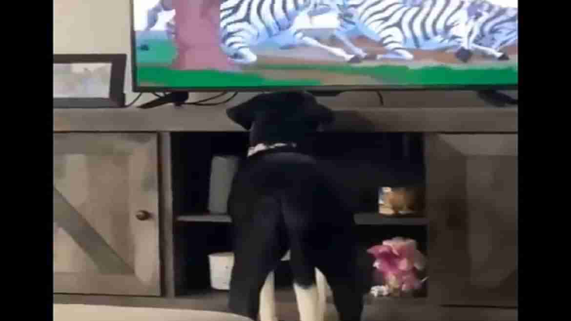 Viral: ટીવી પર ધ લાઈન કિંગને જોઈને કૂતરાએ પણ કર્યું નમન, લોકોને ખુબ પસંદ આવ્યો વીડિયો