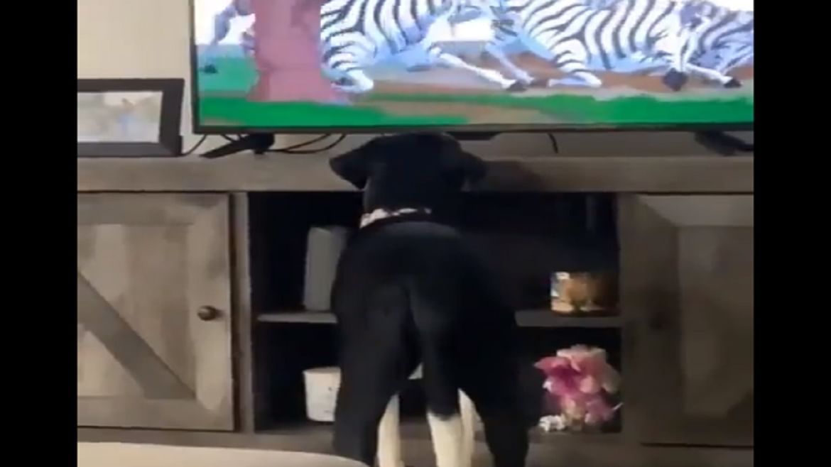 Viral: ટીવી પર 'ધ લાઈન કિંગ'ને જોઈને કૂતરાએ પણ કર્યું નમન, લોકોને ખુબ પસંદ આવ્યો વીડિયો