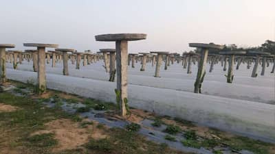 કૃષિ સ્ટાર્ટઅપ ક્ષેત્રમાં આગળ આવી રહ્યા છે યુવાનો, ડ્રેગન ફ્રૂટ અને સ્ટ્રોબેરીની કરી રહ્યા છે ખેતી