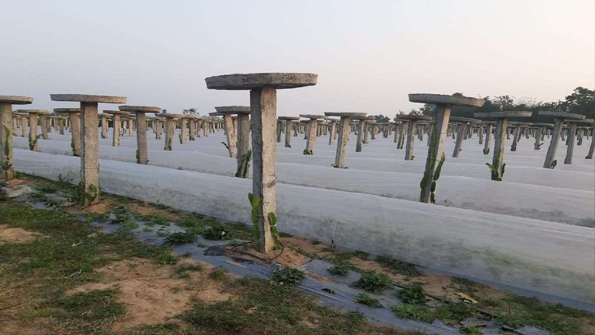 કૃષિ સ્ટાર્ટઅપ ક્ષેત્રમાં આગળ આવી રહ્યા છે યુવાનો, ડ્રેગન ફ્રૂટ અને સ્ટ્રોબેરીની કરી રહ્યા છે ખેતી