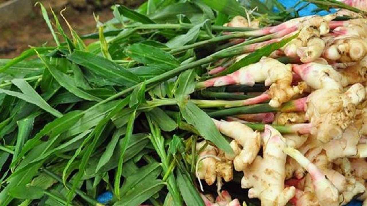 Ginger farming: ઓછા રોકાણે મળે છે વધુ નફો, આદુની ખેતીથી કરી શકાય છે લાખોની કમાણી