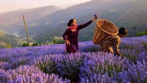 Lavender Farming : લવન્ડરની ખેતી કરીને ખેડૂતો લાખોમાં કરી શકે છે કમાણી, સરકારે બનાવી નવી યોજના