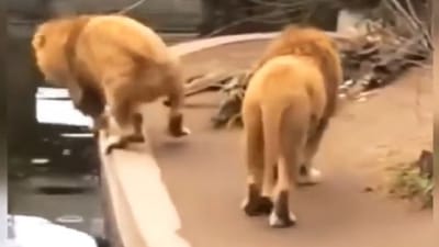 Viral: ચાલતા-ચાલતા અચાનક પાણીમાં પડી ગયો સિંહ, લોકોએ કહ્યું નજર હટી દુર્ધટના ઘટી