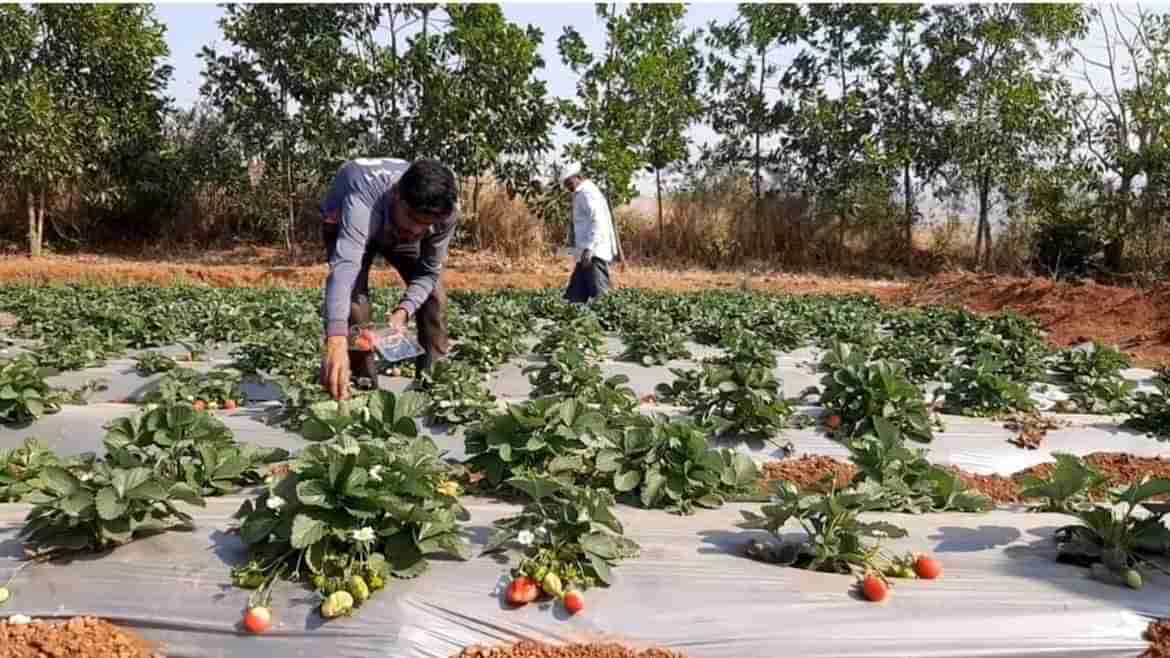 Success Story: યુવા ખેડૂતે કૃષિને ટેક્નોલોજી સાથે જોડી કરી સફળ સ્ટ્રોબેરીની ખેતી, આવક પણ થઈ લાખોમાં