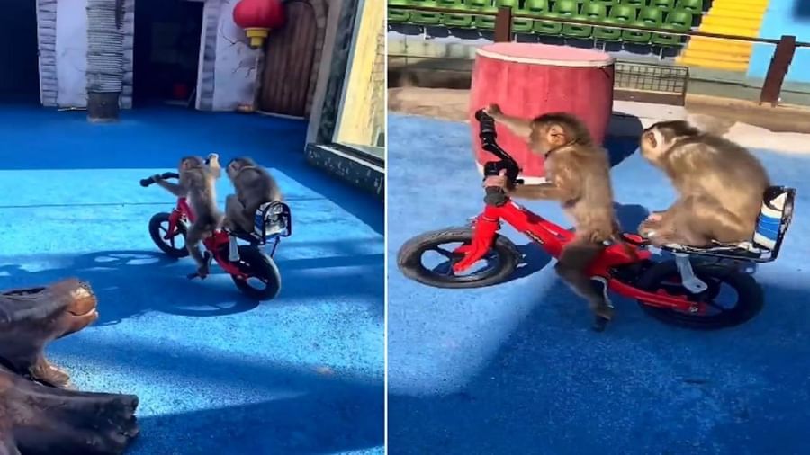 શું તમે ક્યારેય વાંદરાને સાયકલ ચલાવતો જોયો છે ? વાયરલ વિડીયો જોઈને તમને પણ બાળપણ યાદ આવશે