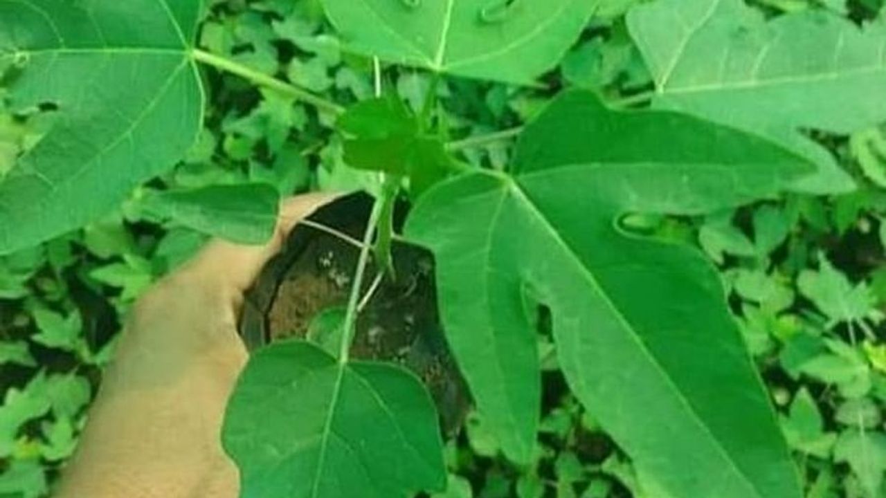 Papaya farming : પપૈયાની ખેતી ક્યારે અને કેવી રીતે કરવી અને કેટલી થશે કમાણી, કૃષિ વૈજ્ઞાનિકે આપી જાણકારી