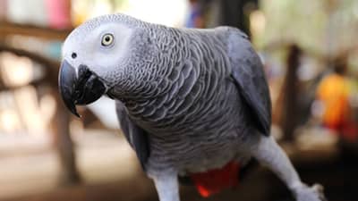 લો બોલો ! 60 હજારનો પોપટ ચોરાયો, સુરતના ઉમરા પોલીસમાં કરવામાં આવી ફરિયાદ