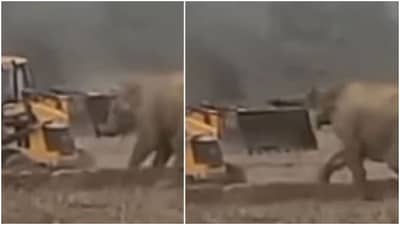 ગજરાજે જેસીબી મશીન સાથે બાથ ભીડી પછી થયું કંઈક આવું, જુઓ Viral વીડિયો