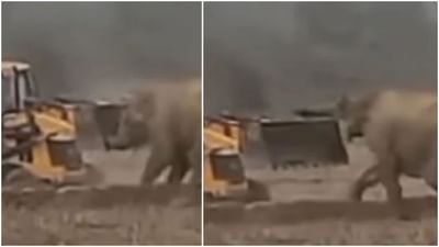 ગજરાજે જેસીબી મશીન સાથે બાથ ભીડી પછી થયું કંઈક આવું, જુઓ Viral વીડિયો