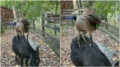 Viral: બકરી અને ગધેડાની સમજણથી લોકો થયા પ્રભાવિત, કહ્યું આને કહેવાય અસલી Team Work