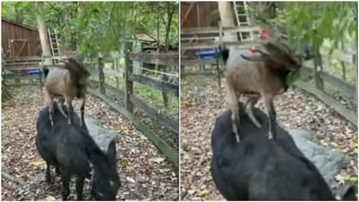 Viral: બકરી અને ગધેડાની સમજણથી લોકો થયા પ્રભાવિત, કહ્યું આને કહેવાય અસલી Team Work