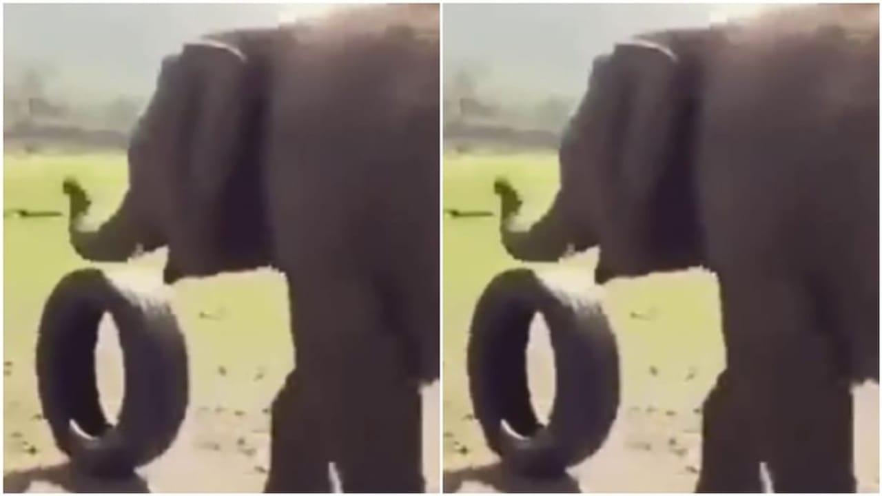 Animal Funny Video: બાળકની જેમ પગ વડે ટાયર ચલાવતો જોવા મળ્યો ગજરાજ, વીડિયો જોઈને લોકોને યાદ આવ્યું બાળપણ