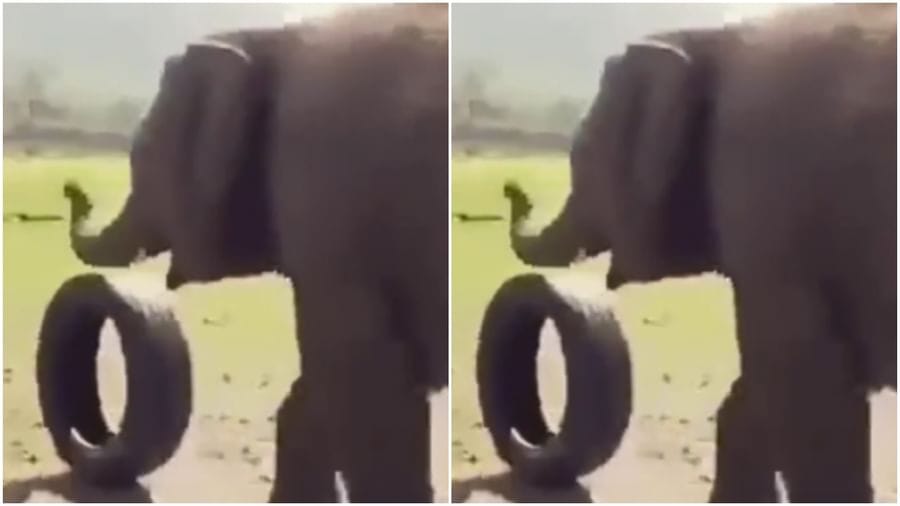 Animal Funny Video: બાળકની જેમ પગ વડે ટાયર ચલાવતો જોવા મળ્યો ગજરાજ, વીડિયો જોઈને લોકોને યાદ આવ્યું બાળપણ