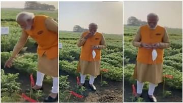 વડાપ્રધાન નરેન્દ્ર મોદીએ ખેતરમાં લીલા ચણાનો આનંદ માણ્યો, સોશિયલ મીડિયા પર વીડિયો થયો Viral