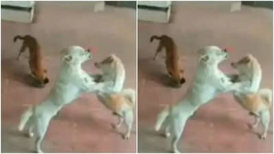 બે કૂતરાઓની લડાઈમાં ત્રીજાએ બાજીમારી, વીડિયો જોઈને લોકોએ કહ્યું આને કહેવાય તકનો ફાયદો ઉઠાવવો