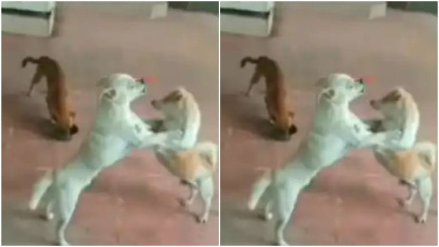 બે કૂતરાઓની લડાઈમાં ત્રીજાએ બાજીમારી, વીડિયો જોઈને લોકોએ કહ્યું 'આને કહેવાય તકનો ફાયદો ઉઠાવવો' બે કૂતરાઓની લડાઈમાં ત્રીજાએ બાજીમારી, વીડિયો જોઈને લોકોએ કહ્યું 'આને કહેવાય તકનો ફાયદો ઉઠાવવો'