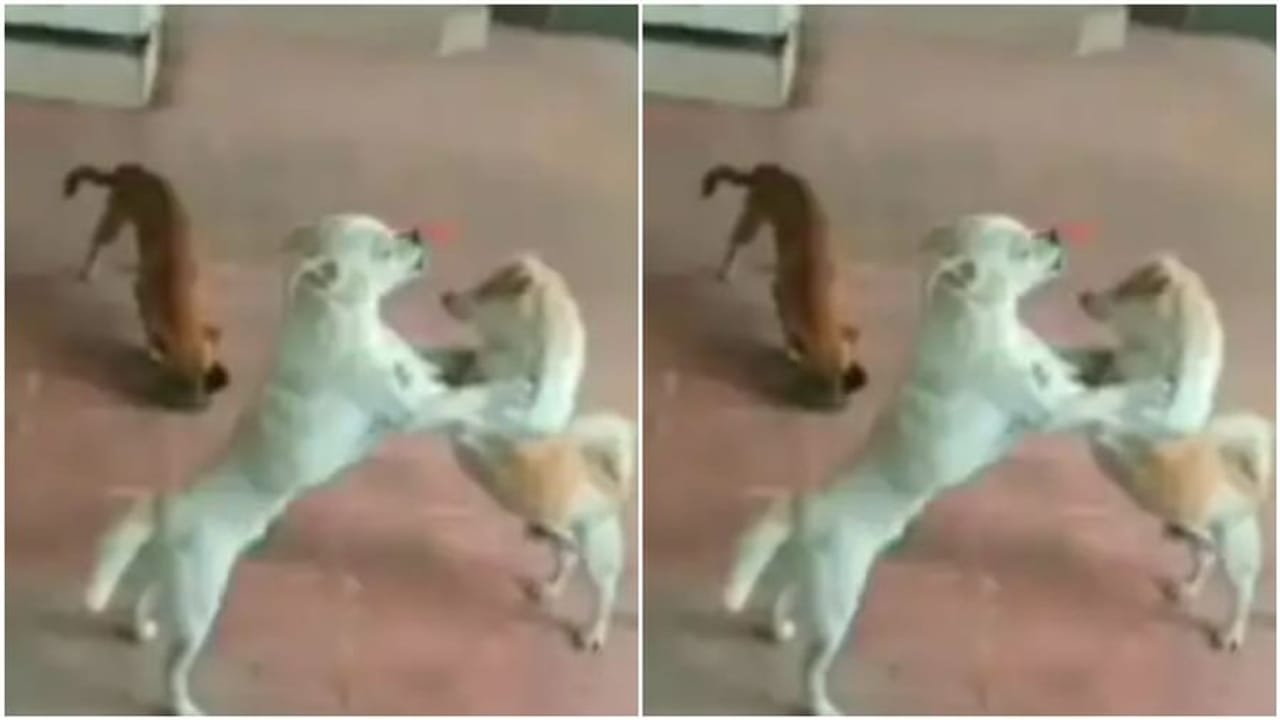 બે કૂતરાઓની લડાઈમાં ત્રીજાએ બાજીમારી, વીડિયો જોઈને લોકોએ કહ્યું 'આને કહેવાય તકનો ફાયદો ઉઠાવવો'