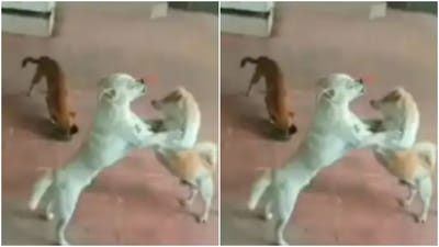 બે કૂતરાઓની લડાઈમાં ત્રીજાએ બાજીમારી, વીડિયો જોઈને લોકોએ કહ્યું 'આને કહેવાય તકનો ફાયદો ઉઠાવવો'