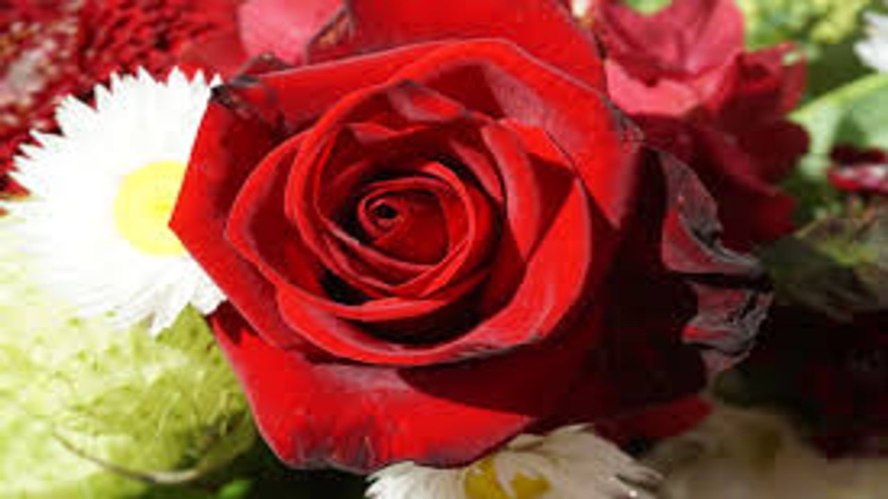 લાલ ગુલાબ

લાલ ગુલાબ પ્રેમનું પ્રતીક માનવામાં આવે છે. જો તમે કોઈને પ્રેમ કરો છો તો તમે તેને લાલ ગુલાબ આપીને તમારો પ્રેમ વ્યક્ત કરી શકો છો. ( PS : pixabay)