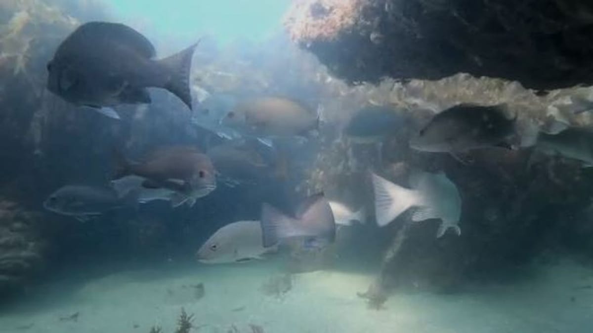 સમુદ્રની અંદરની જીવ સૃષ્ટિ જોવા હવે ક્યાં જવું નહીં પડે, દ્વારકાના શિવરાજપુર નજીક સ્કૂબા ડાઈવિંગની મજા માણી શકો છો