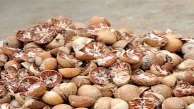 Lifestyle : શું તમને ખબર છે કે સોપારી દૂર કરી શકે છે ઘણી બધી સ્વાસ્થ્ય સમસ્યા !