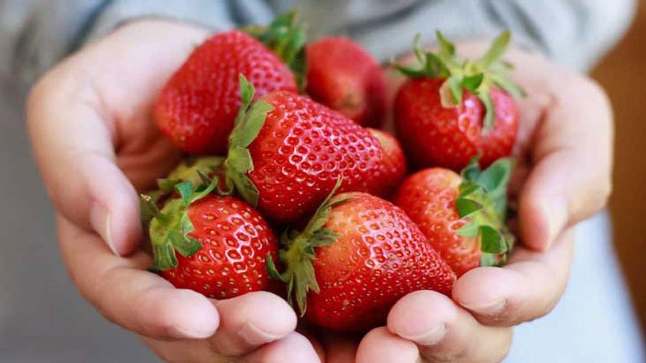 Strawberry Benefits : ડાયાબિટીસના દર્દીઓ માટે લાલ રંગનું આ નાનું ફળ કેમ છે સુપરફુડ