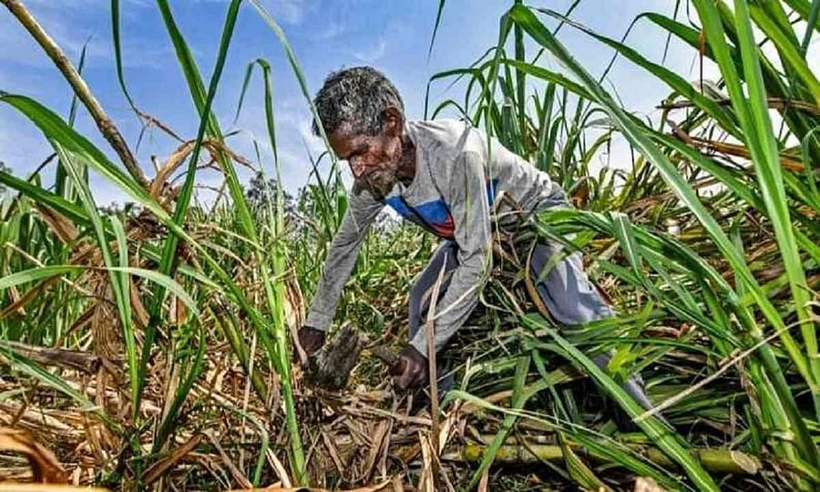 Punjab Election: પંજાબ સરકારથી નિરાશ શેરડીના ખેડૂતોએ વોટ આપવાનો કર્યો ઈનકાર , કહ્યું- કોઈથી આશા નથી