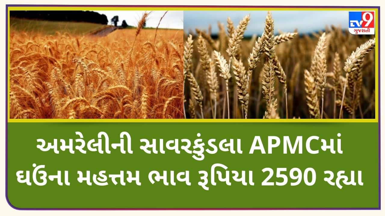 Mandi: અમરેલીની સાવરકુંડલા APMCમાં ઘઉંના મહત્તમ ભાવ રૂપિયા 2590 રહ્યા, જાણો જુદા-જુદા પાકના ભાવ