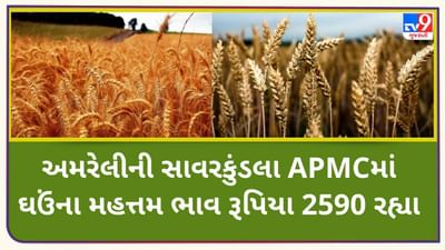 Mandi: અમરેલીની સાવરકુંડલા APMCમાં ઘઉંના મહત્તમ ભાવ રૂપિયા 2590 રહ્યા, જાણો જુદા-જુદા પાકના ભાવ