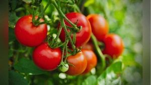 Tomato for Health: જાણો ટમેટાના ગુણ વિશે, ખાલી પેટે ખાવાના છે અનેક ફાયદા