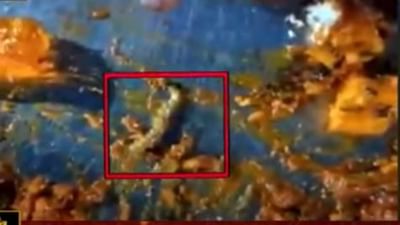 Ahmedabad: બહાર જમવાના શોખીનો થઇ જાઓ સાવધાન, રેસ્ટોરેન્ટમાં પીરસાયેલા ભોજનમાં નીકળ્યુ કઇક આવુ, બાળકને ભોજન ખવડાવતા જ હતા ને...