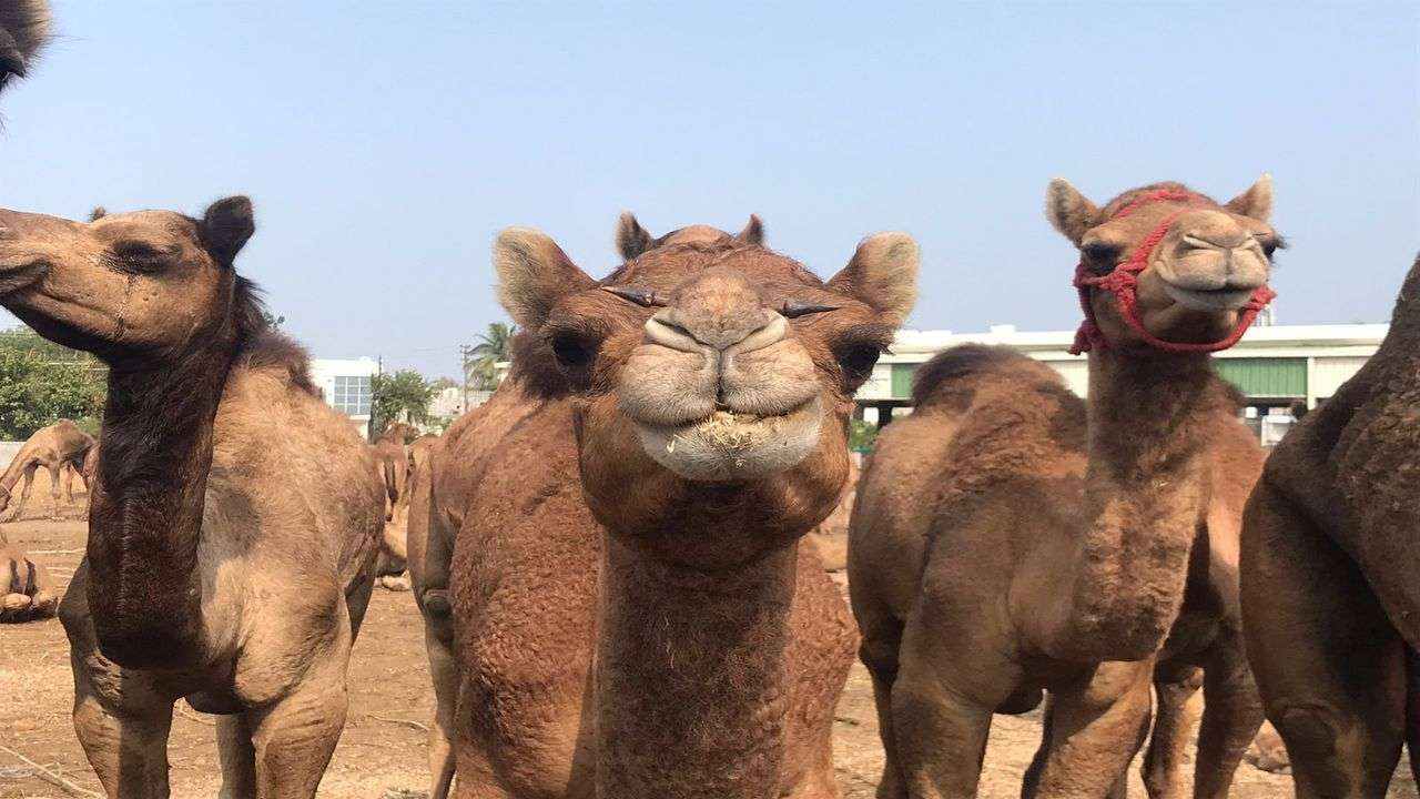 Camel Farming: ગાય, ભેંસ અને બકરીની જેમ જ કરી શકાય છે ઊંટ પાલન, જાણો સંપૂર્ણ વિગત