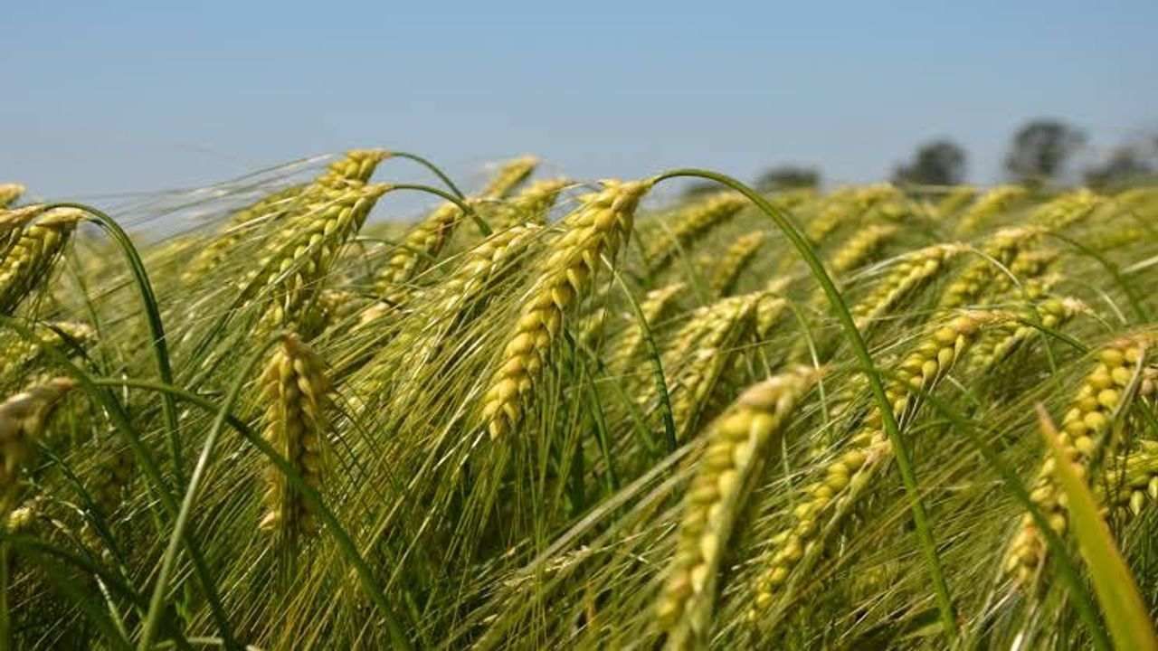 Sharbati Wheat: શા માટે છે શરબતી ઘઉં એટલા ખાસ, જાણો તેની ખાસિયત અને વિશેષતાઓ