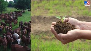 Ahmedabad: ઉચ્ચ શિક્ષણ કમિશ્નરની કચેરીનો વિશિષ્ટ પ્રયાસ, પંચ પ્રકલ્પ યોજના હેઠળ ગૌ આધારિત ખેતીની તાલીમ આપશે
