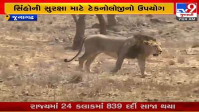 JUNAGADH : સિંહોની સુરક્ષા માટે ‘સિમ્બા’ નામનું સોફ્ટવેર તૈયાર કરાયું, ડેટાબેઝમાં રહેલા દરેક સિંહોનો રેકોર્ડ સોફ્ટવેરમાં રખાશે