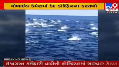 પોરબંદરના મધદરિયે ડોલ્ફિનની કરતબો, વાયરલ વીડિયોએ મચાવી ધૂમ પોરબંદરના મધદરિયે ડોલ્ફિનની કરતબો, વાયરલ વીડિયોએ મચાવી ધૂમ