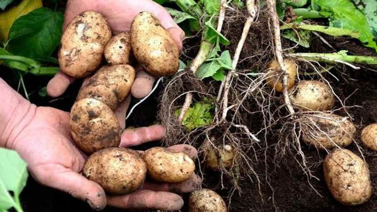 બનાસકાંઠા : વારંવાર બદલાતા હવામાનને પગલે બટાકાના પાકમાં સુકારાનો રોગચાળો,  ખેડૂતોને નુકસાનની ભીતિ