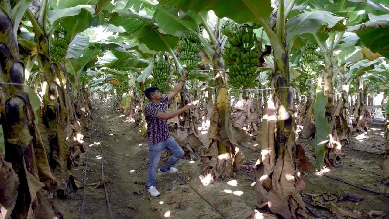 Vadodara : જૈવિક ખાતરોના ઉપયોગથી આ પ્રગતિશીલ ખેડૂતે શેરડીના ઉત્પાદનમાં 25 ટકા વધારો લીધો