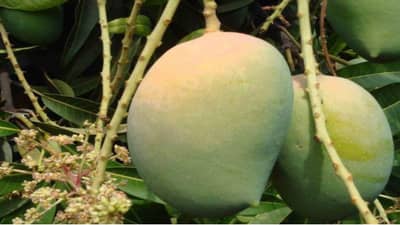 Gir Somnath: વાવાઝોડાએ આંબાના બગીચાઓનો સોથ વાળ્યો હતો, આ વરસે સિઝન નબળી રહેશે, કેસર કેરીની કલમો પણ મોંઘી થઇ