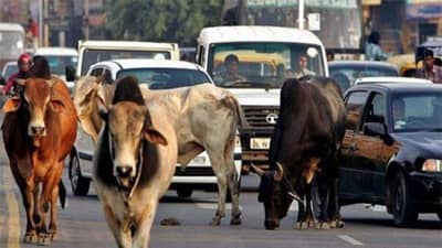 Rajkot : સતત બીજા દિવસે રખડતાં ઢોરનો ત્રાસ, બે મહિલાઓને હડફેટે લીધા, ઢોર-તંત્ર મૂક પ્રેક્ષક !