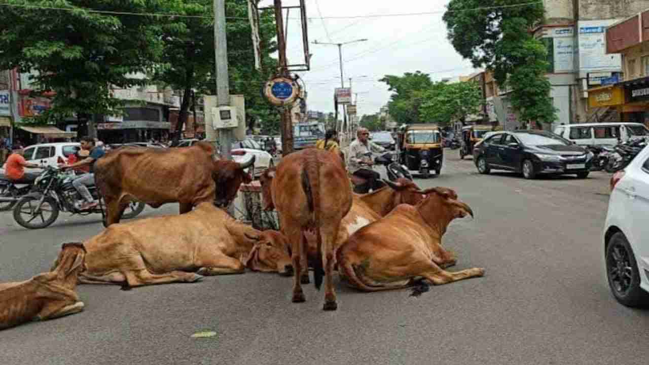 સુરતમાં રખડતા ઢોરો ત્રાસને પગલે પશુપાલક સામે પોલીસે કરી લાલ આંખ