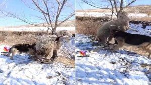 Funny Video: કૂતરાએ મુશ્કેલીમાં ફસાયેલા ઘેટાંને અનોખી રીતે કરી મદદ, પછી શું થયું જૂઓ વીડિયોમાં