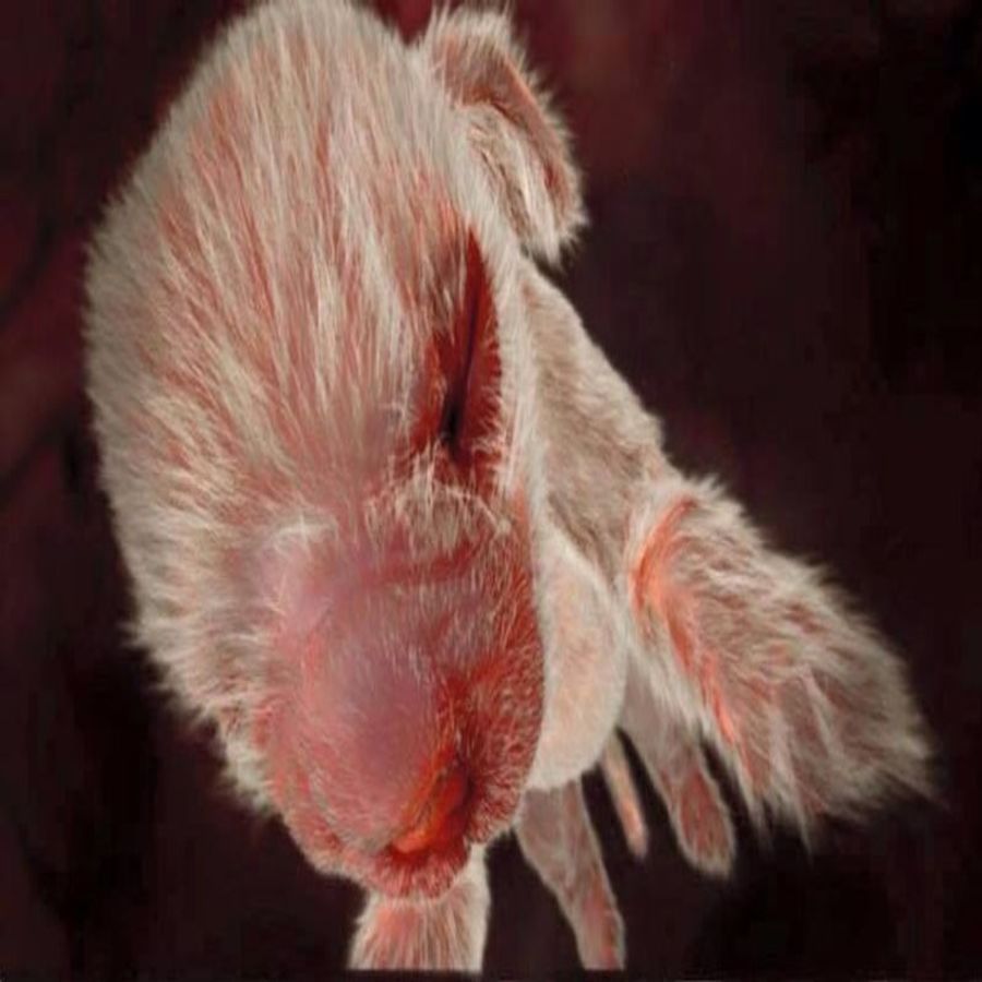 Animals in the Womb: Have you ever seen an animal cub in its womb? See this  picture | Animals in the Womb: Have you ever seen an animal cub in its womb?