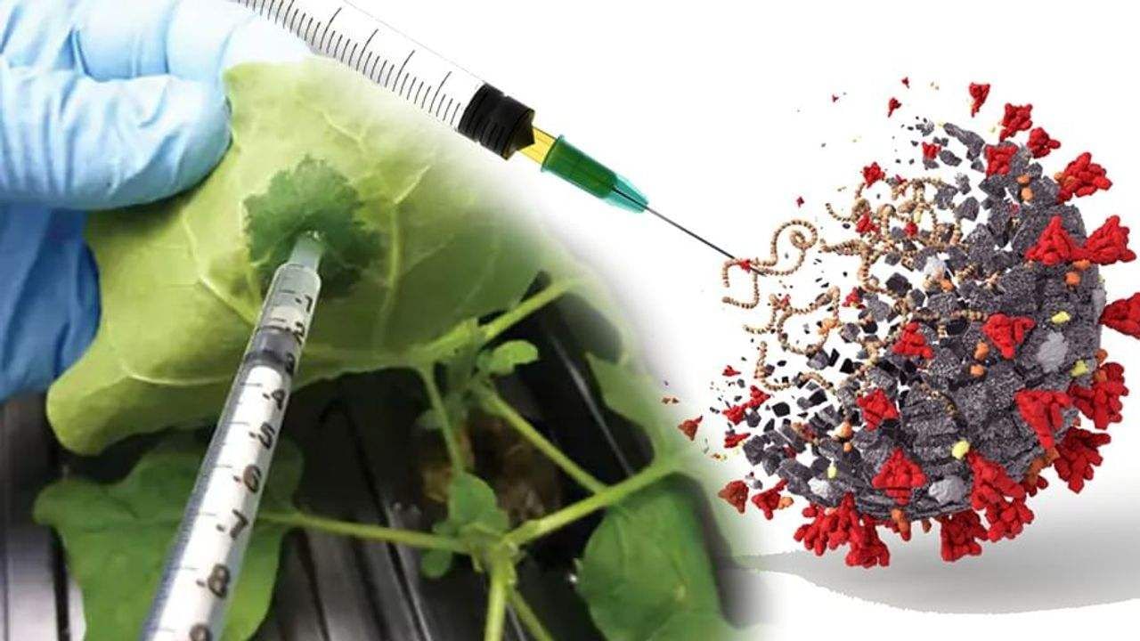 વૈજ્ઞાનિકોએ કોરોના સામે વિશ્વની પ્રથમ આવી રસી (Covid19 Vaccine) બનાવી છે જે છોડમાંથી તૈયાર કરવામાં આવી છે. કેનેડા સરકારે આ છોડ આધારિત રસી 'Covifenz'ને મંજૂરી આપી છે. આ રસી મિત્સુબિશી કેમિકલ, બાયોફાર્મા કંપની મેડિકાગો અને ગ્લેક્સોસ્મિથક્લાઇન દ્વારા સંયુક્ત રીતે બનાવવામાં આવી છે. કેનેડામાં કોવિડની આ પ્રથમ રસી તૈયાર કરવામાં આવી છે.
