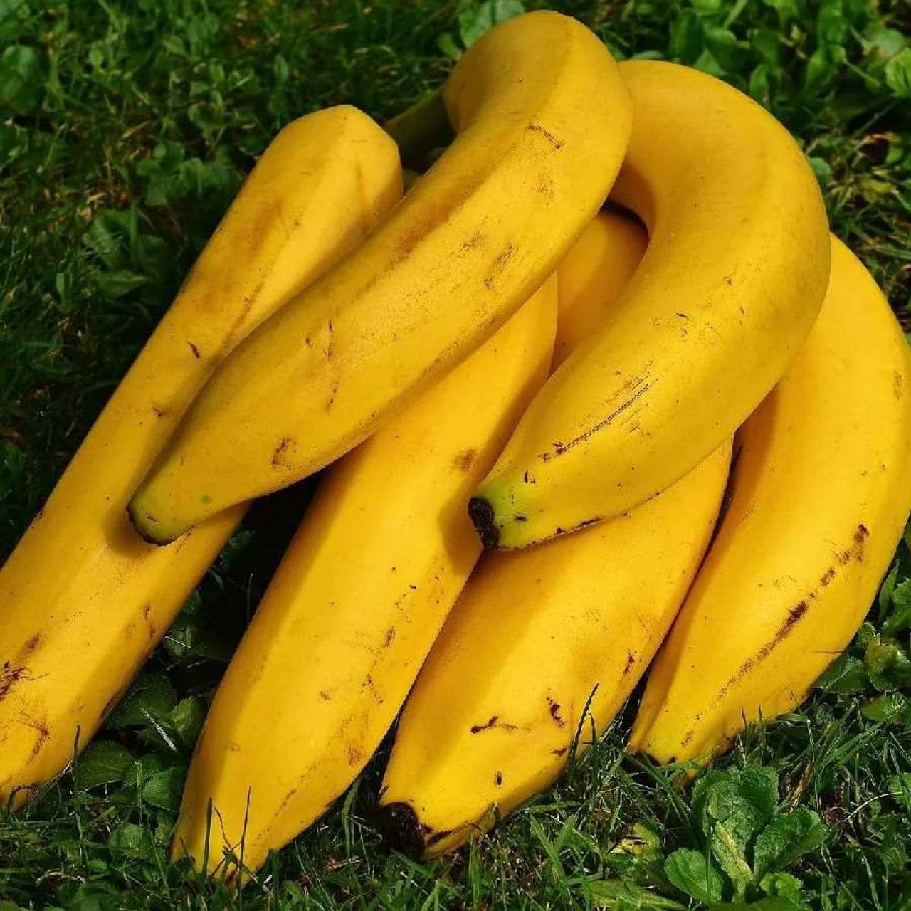 કેળું: સ્વાસ્થ્ય માટે ખૂબ જ ફાયદાકારક, કેળાથી દાંતને સ્વસ્થ અને ચમકદાર બનાવી શકાય છે. આ માટે કેળાને આહારનો ભાગ બનાવો, કારણ કે તેમાં હાજર મેગ્નેશિયમ, કેલ્શિયમ અને મેંગેનીઝ દાંત પરની ગંદકીને દૂર કરે છે. (ફોટો: Pixabay)