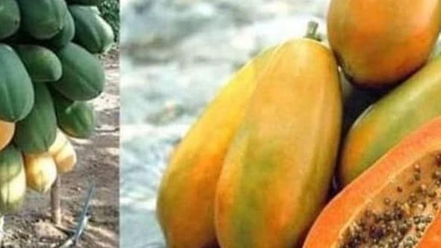 Side Effects of Papaya: પાંચ પ્રકારના લોકોએ પપૈયાનું સેવન ન કરવું જોઈએ